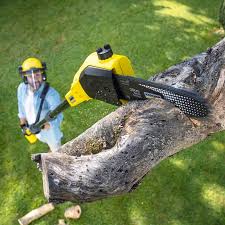Best Hazardous Tree Removal  in Washington, IA