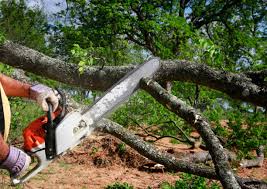 Best Tree Trimming and Pruning  in Washington, IA