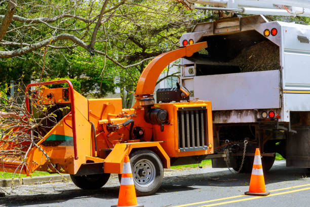 How Our Tree Care Process Works  in  Washington, IA