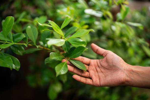 Reliable Washington, IA Tree Services Solutions